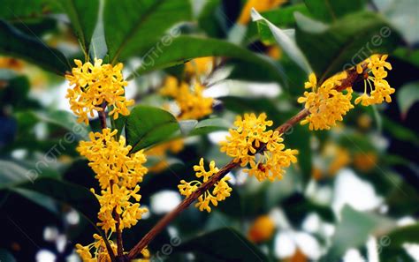 黃金桂花樹